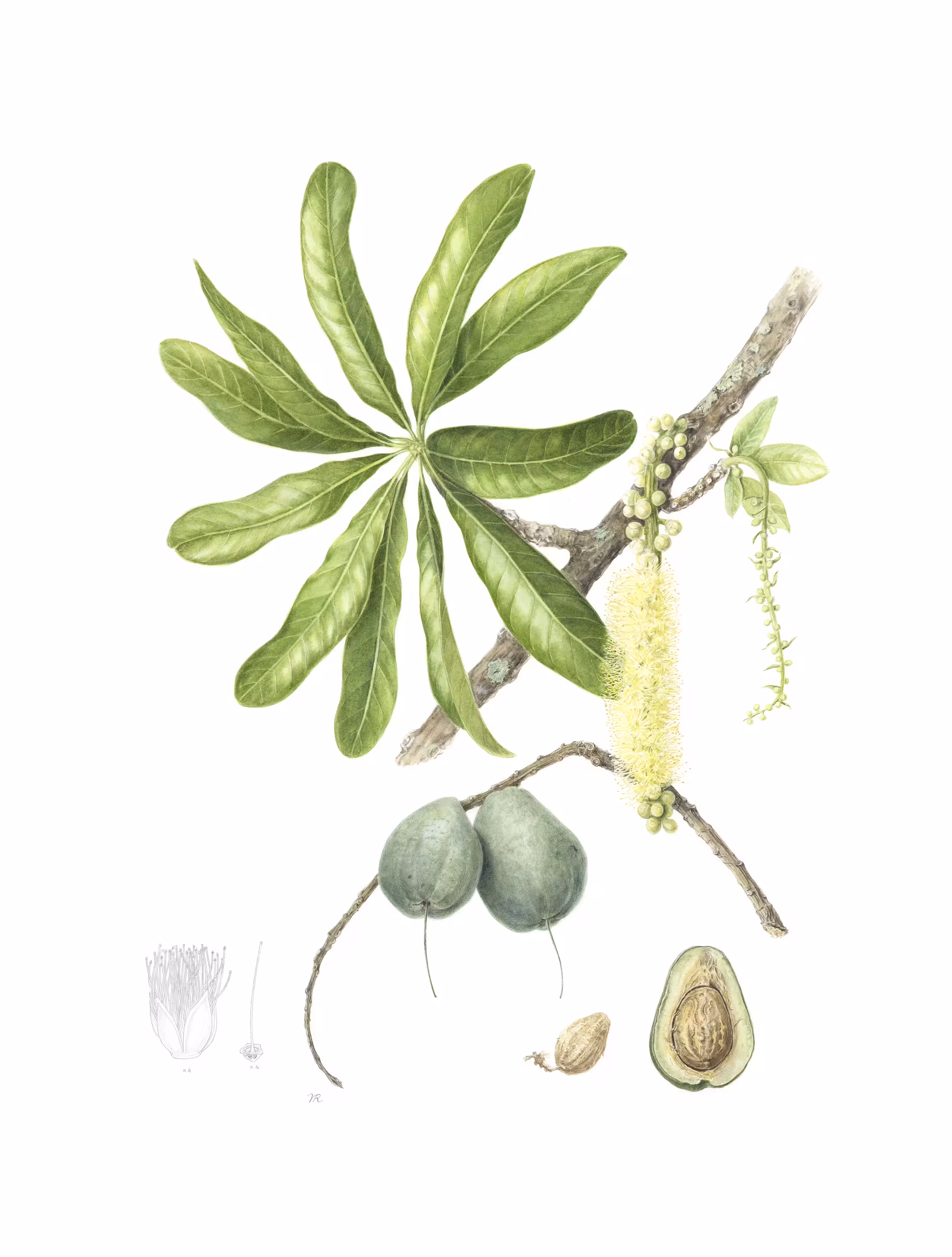 Dorothee Nijgh De, Sampayo Garrido Barringtonia Calyptrata