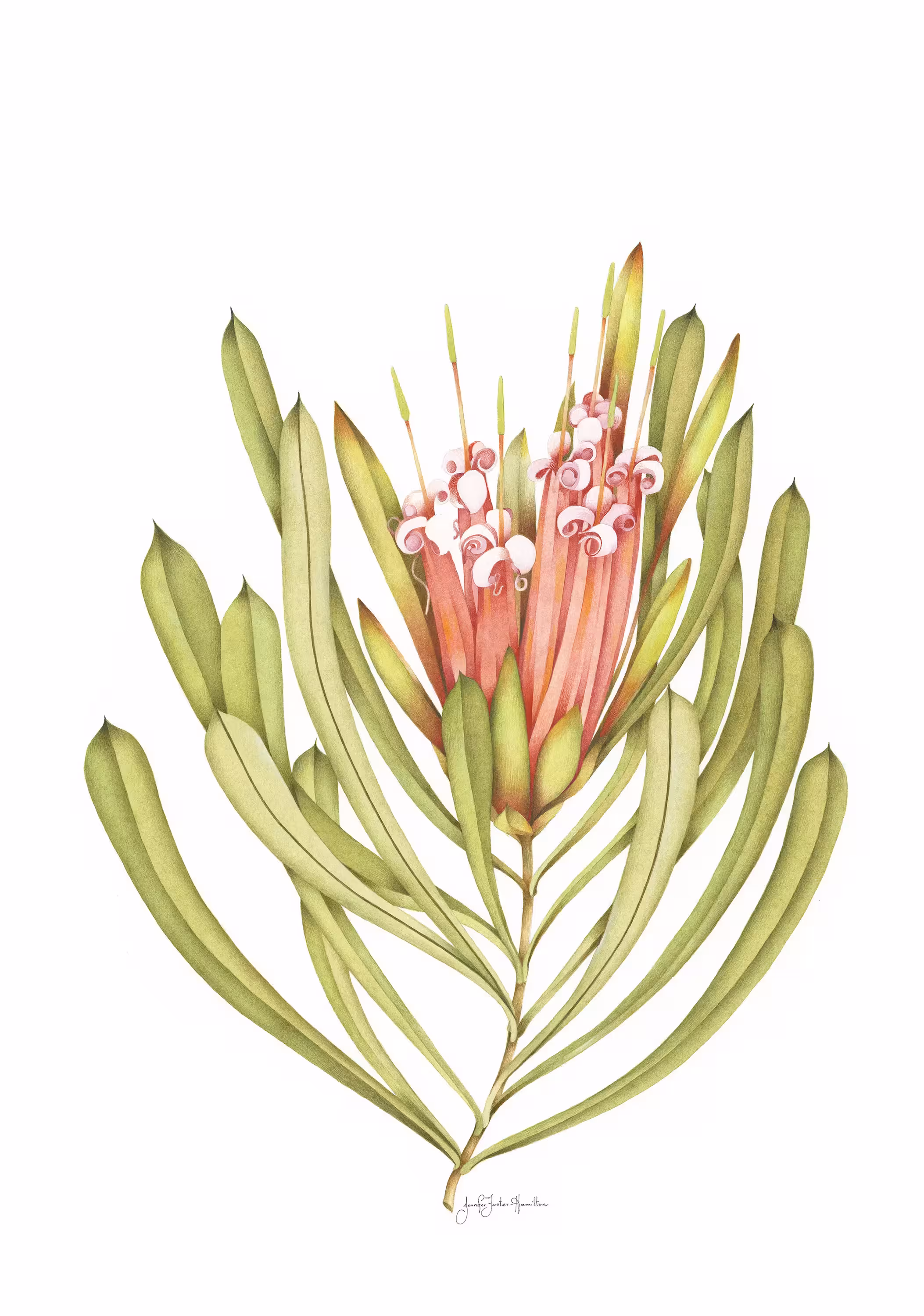 Jennifer Foster Hamilton, Lambertia Formosa