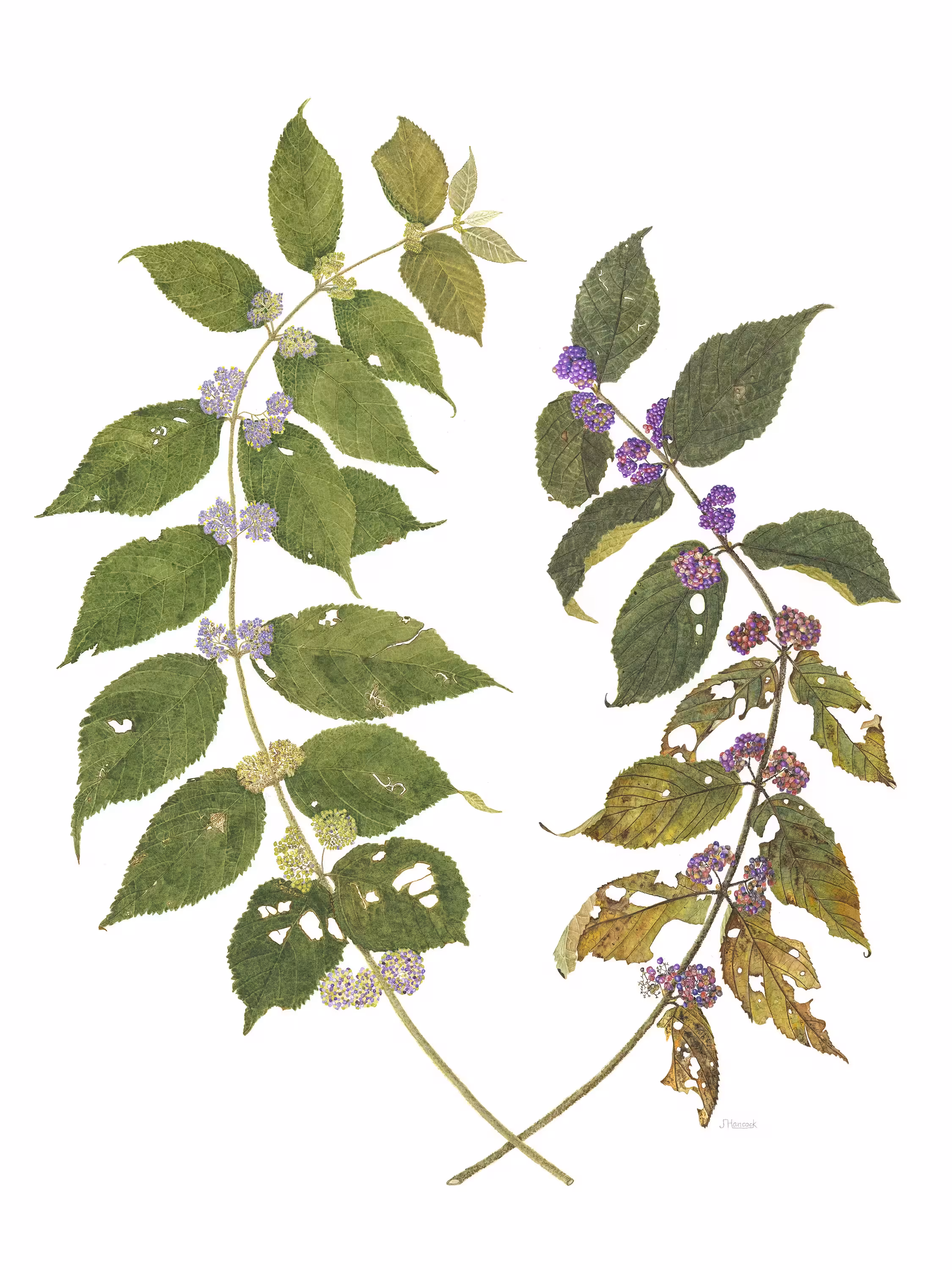 Julia Hancock, Callicarpa Pedunculata
