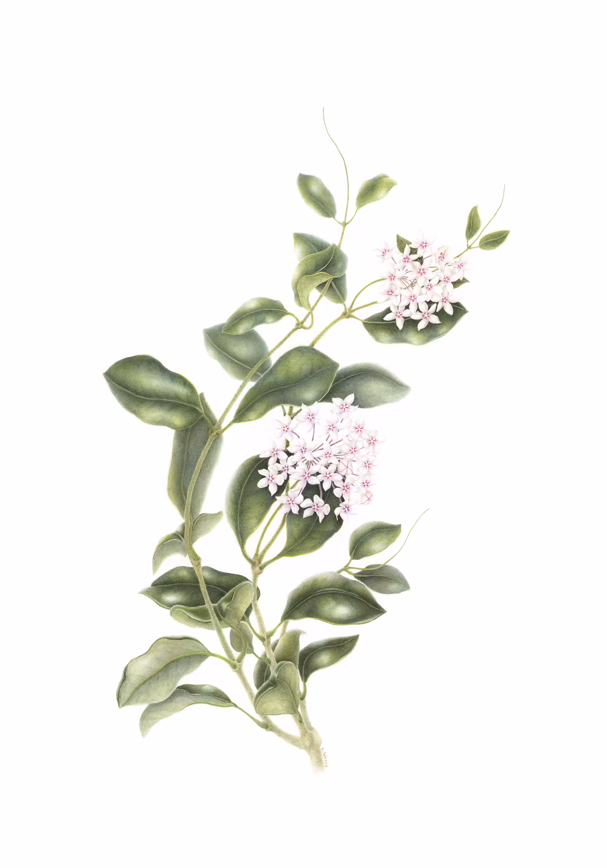 Lindsay Watts, Hoya Australis