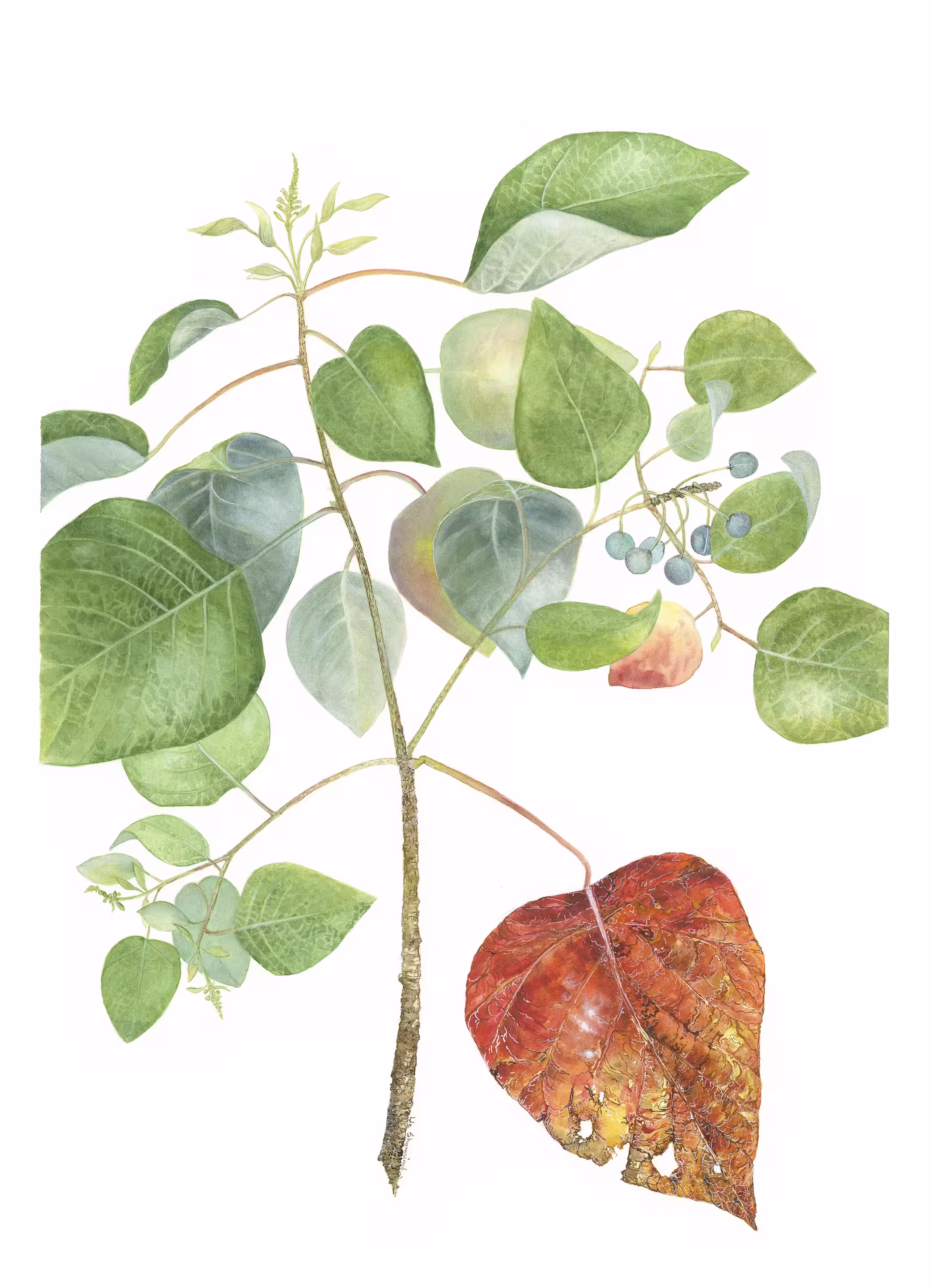 Liz Showniruk, Homalanthus Novoguineensis