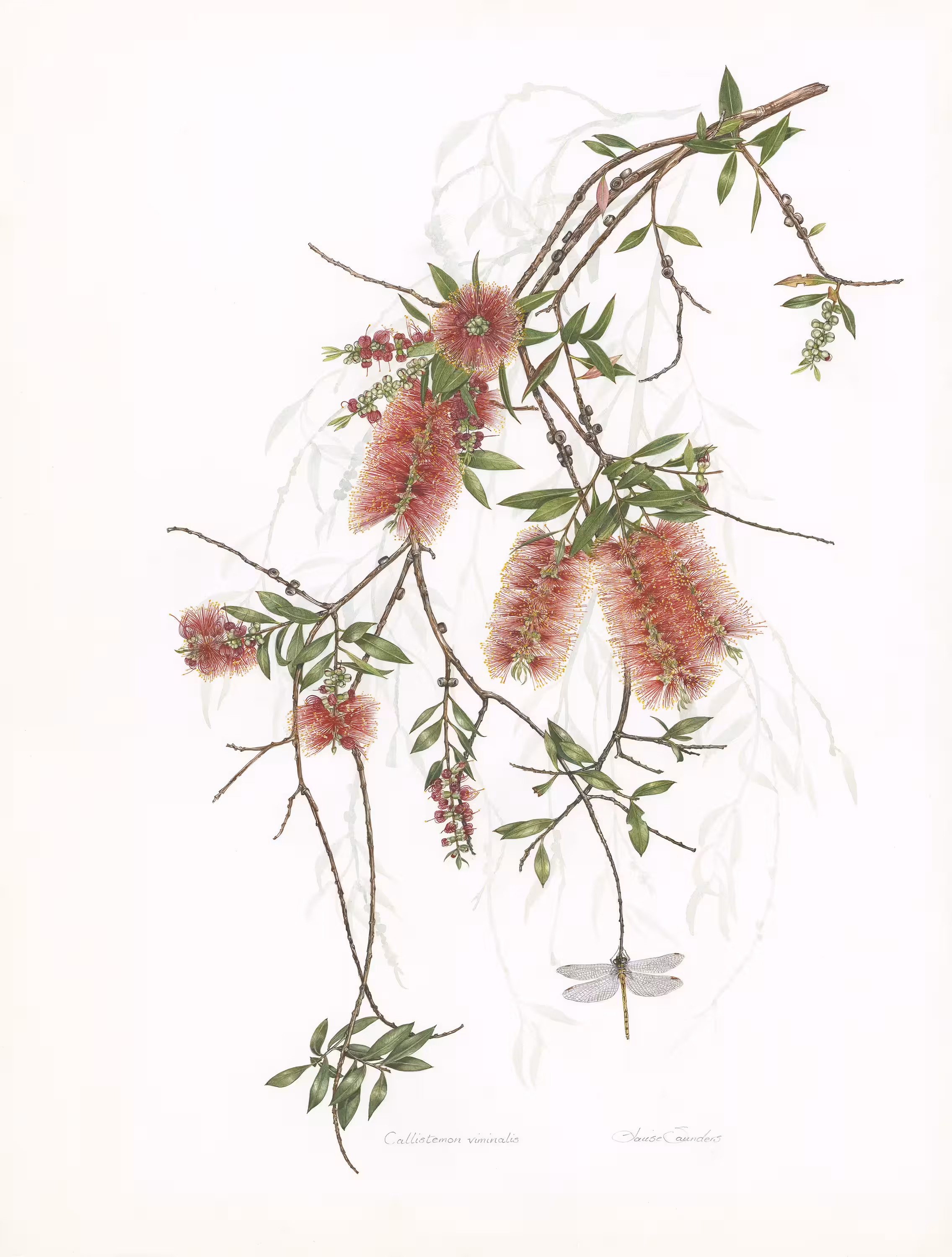 Louise Saunders, Melaleuca Viminalis