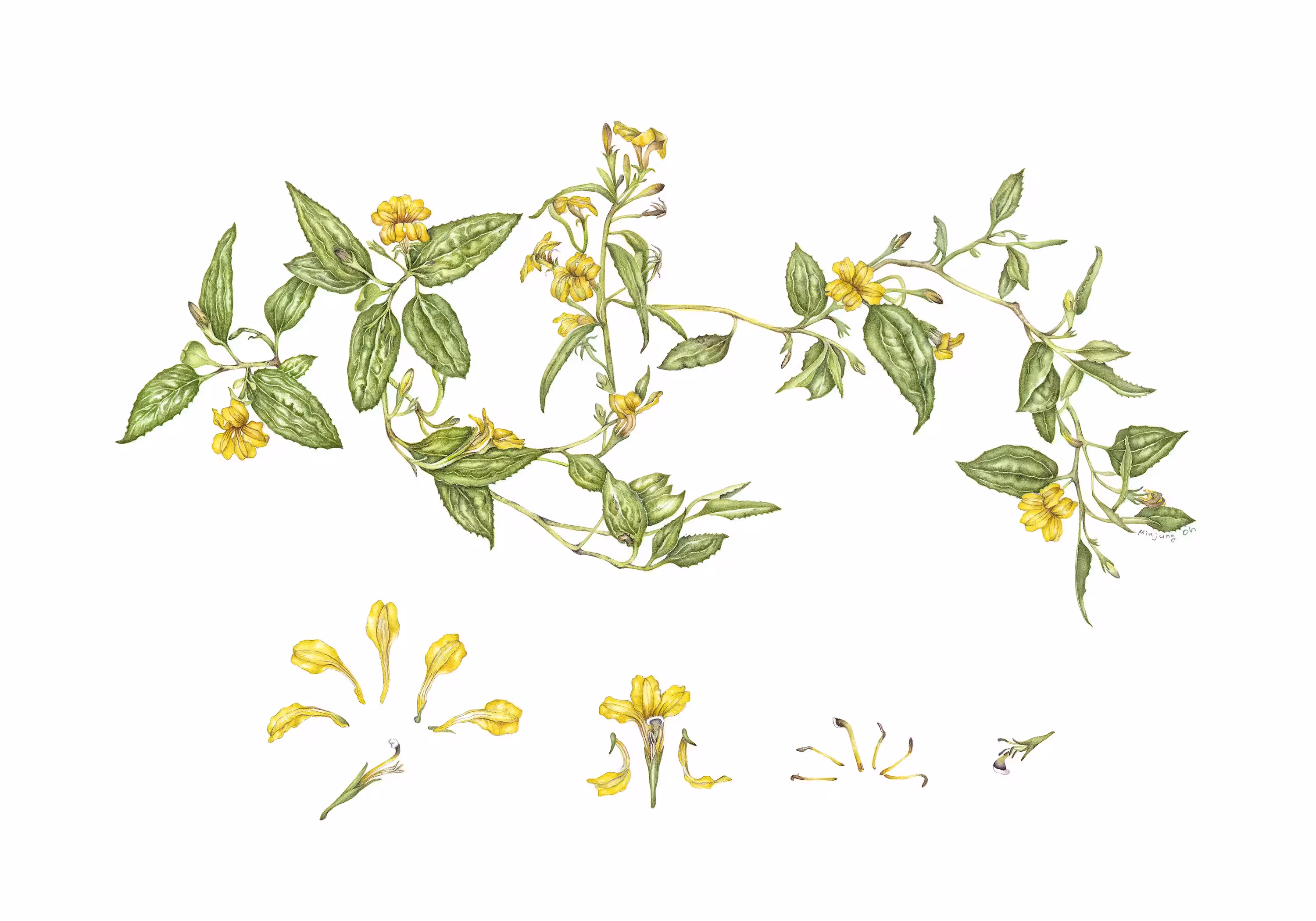 Minjung Oh, Goodenia Ovata